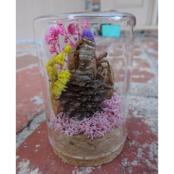 Cicada Skin in Pinecone Nature Art Oddity Jar flower goth curiosity taxidermy - Picture 2 of 10